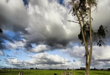 [NBA]亚历山大37+6 雷霆横扫灰熊豪取8连胜.